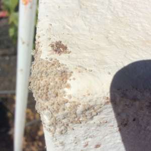 White Insects on Wall ?